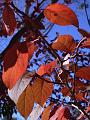 Autumn leaves, University of New England IMGP8830